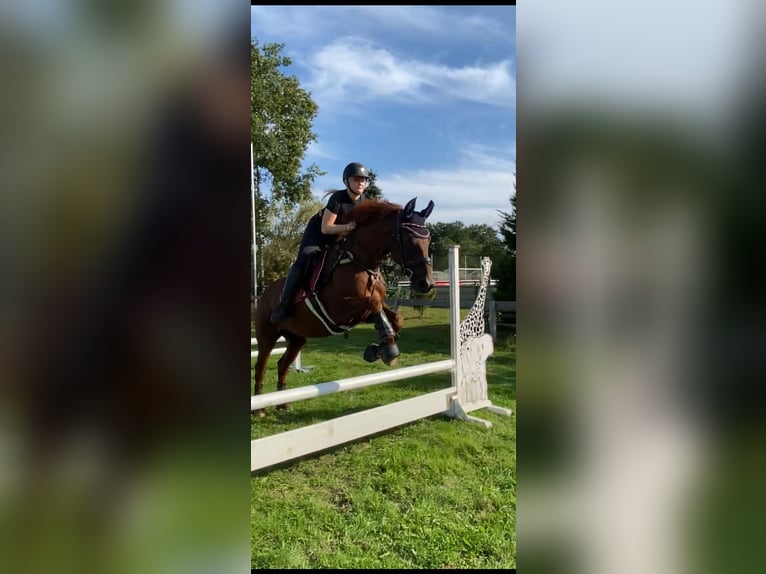 Hannoveraan Merrie 12 Jaar 170 cm Donkere-vos in Osterholz-Scharmbeck