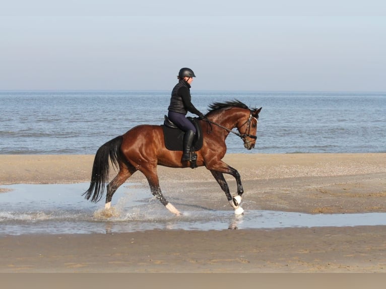 Hannoveraan Merrie 12 Jaar 170 cm in Korbach