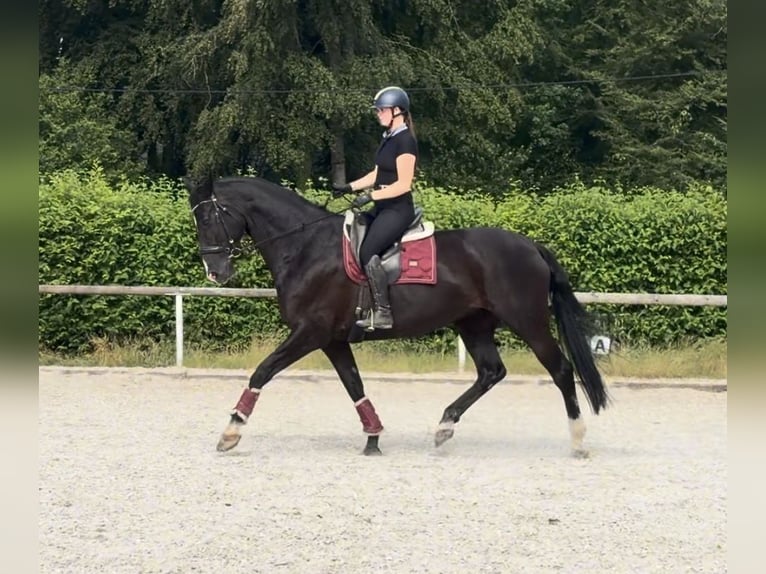 Hannoveraan Merrie 12 Jaar 170 cm  in Neustadt (Wied)