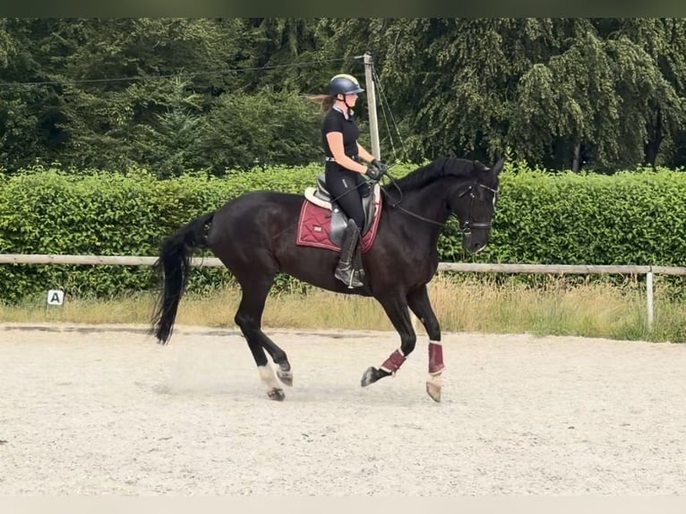 Hannoveraan Merrie 12 Jaar 170 cm  in Neustadt (Wied)