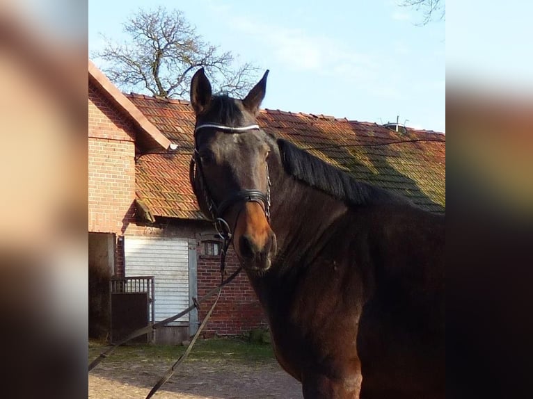 Hannoveraan Merrie 12 Jaar 170 cm Zwartbruin in Bassum
