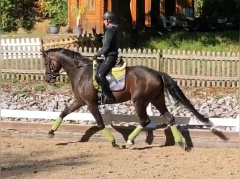 Hannoveraan Merrie 12 Jaar 170 cm Zwartbruin in Mettmann