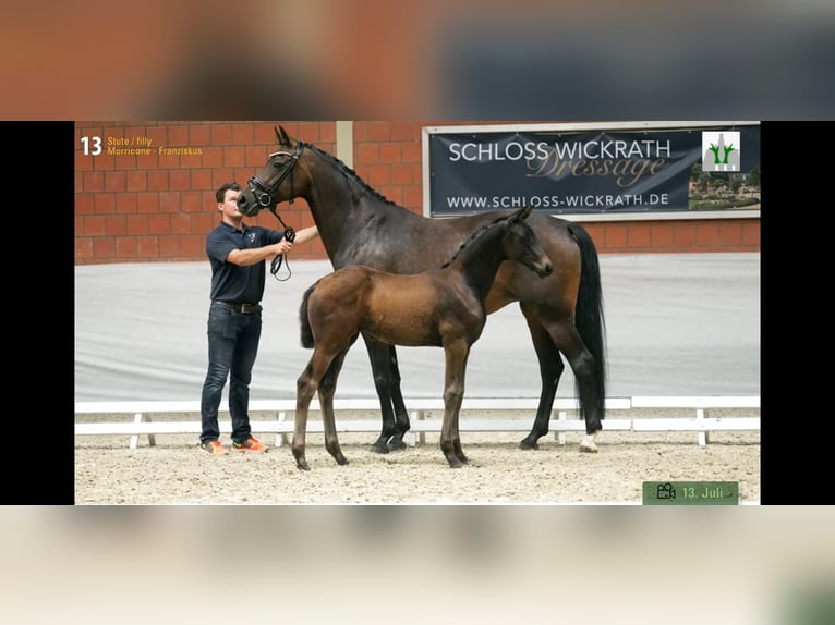 Hannoveraan Merrie 12 Jaar 170 cm Zwartbruin in Mettmann