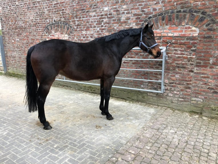 Hannoveraan Merrie 12 Jaar 170 cm Zwartbruin in Mettmann