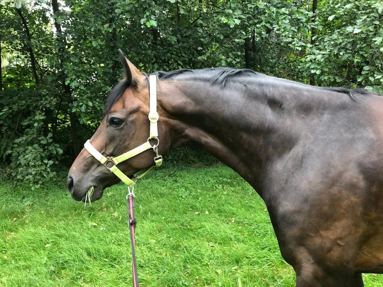 Hannoveraan Merrie 12 Jaar 170 cm Zwartbruin in Mettmann