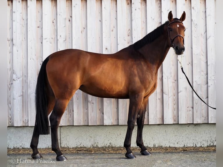 Hannoveraan Merrie 12 Jaar 171 cm Bruin in Verden (Aller)