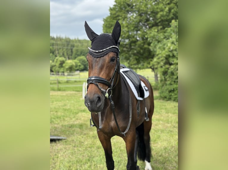Hannoveraan Merrie 12 Jaar 171 cm Donkerbruin in Elchingen