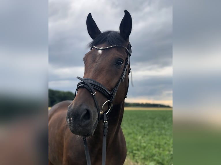 Hannoveraan Merrie 12 Jaar 171 cm Donkerbruin in Elchingen