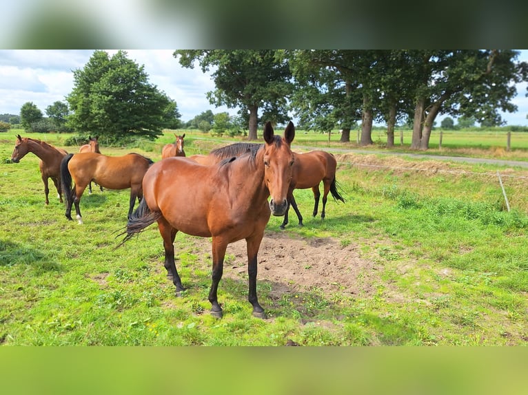 Hannoveraan Merrie 12 Jaar 172 cm Bruin in Gorleben Meetschow