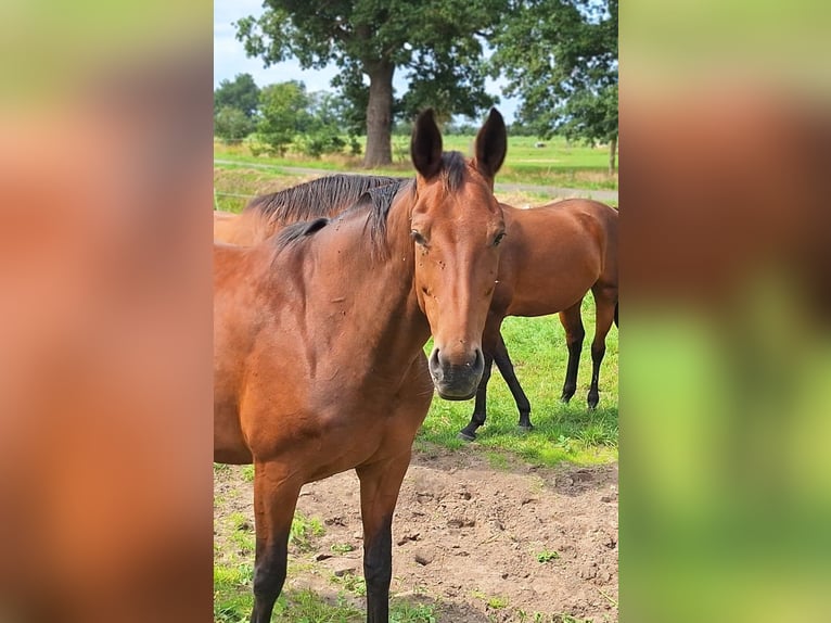 Hannoveraan Merrie 12 Jaar 172 cm Bruin in Gorleben Meetschow