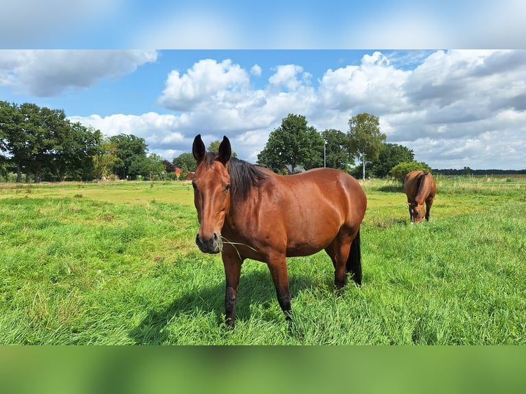 Hannoveraan Merrie 12 Jaar 172 cm Bruin in Gorleben Meetschow