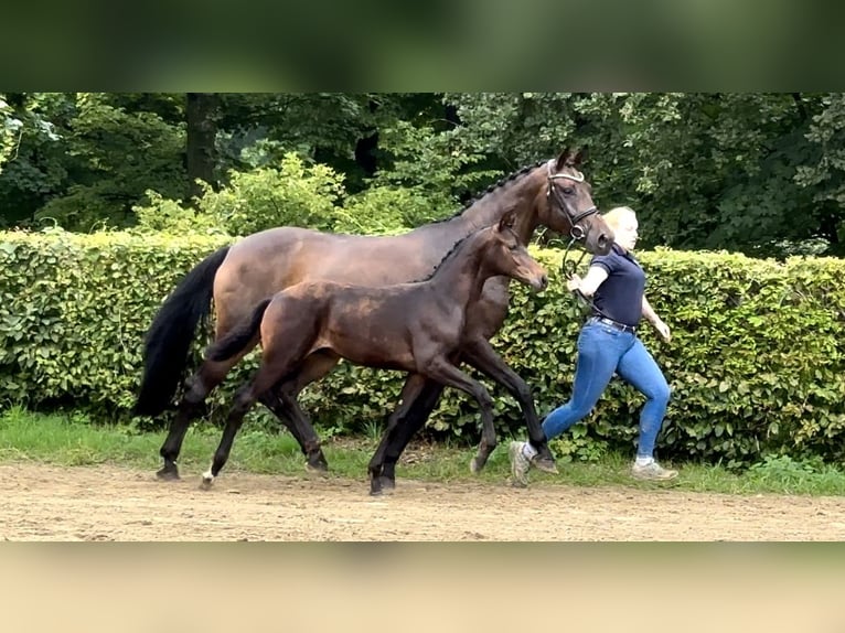 Hannoveraan Merrie 12 Jaar 172 cm Donkerbruin in Mettmann