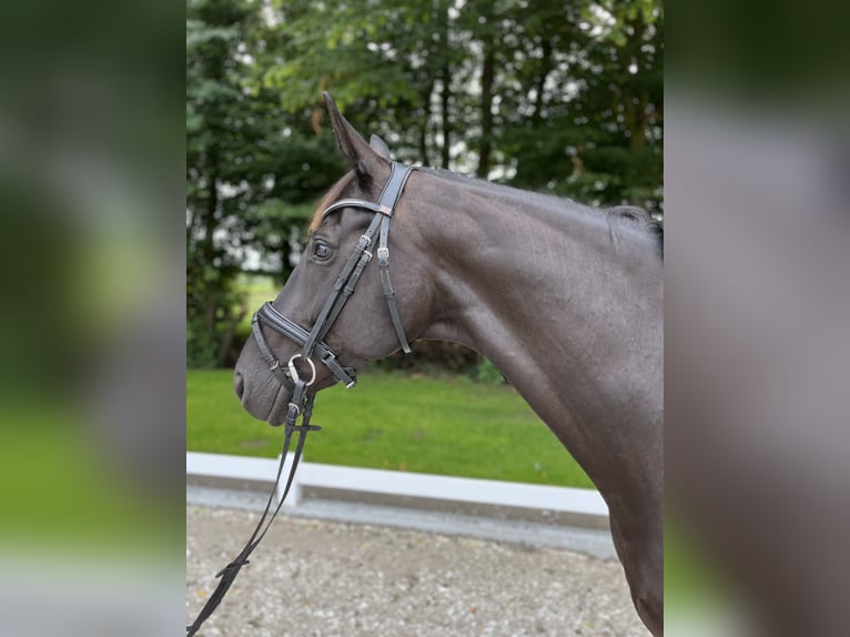 Hannoveraan Merrie 12 Jaar 172 cm Zwart in Laer