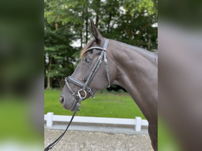 Hannoveraan Merrie 12 Jaar 172 cm Zwart in Laer