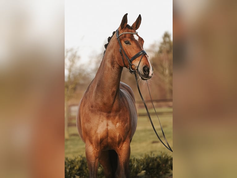 Hannoveraan Merrie 12 Jaar 173 cm Bruin in Sassenberg