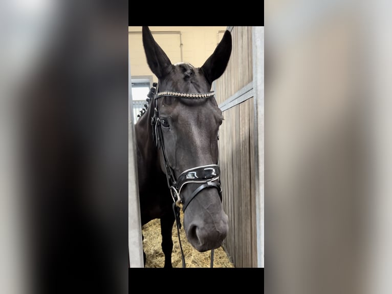 Hannoveraan Merrie 12 Jaar 174 cm Zwart in Belgern