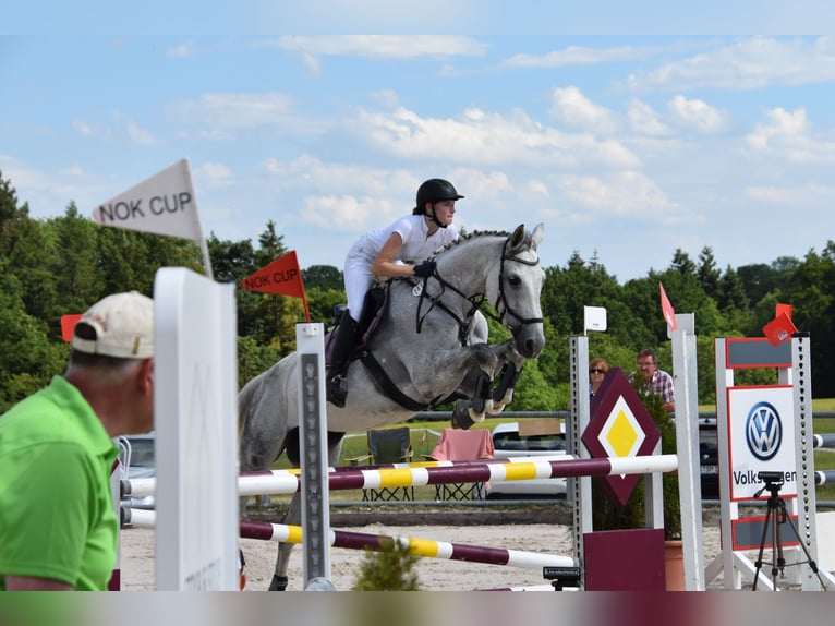 Hannoveraan Merrie 12 Jaar 174 cm Zwartschimmel in Höpfingen