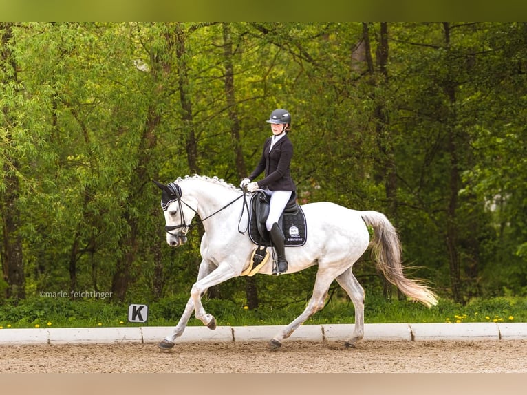 Hannoveraan Merrie 12 Jaar 175 cm Schimmel in Altenfelden