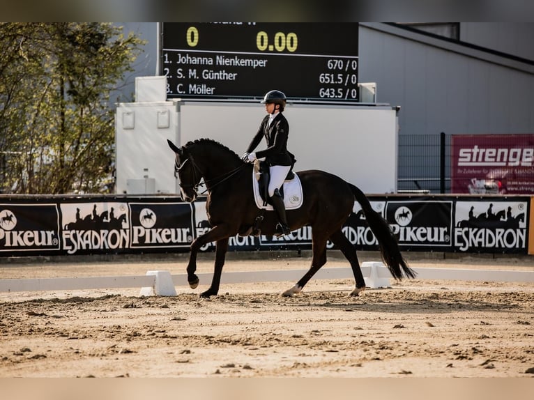 Hannoveraan Merrie 12 Jaar 175 cm Zwart in Hövelhof