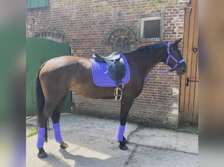 Hannoveraan Merrie 12 Jaar 175 cm Zwart in Ovelgönne