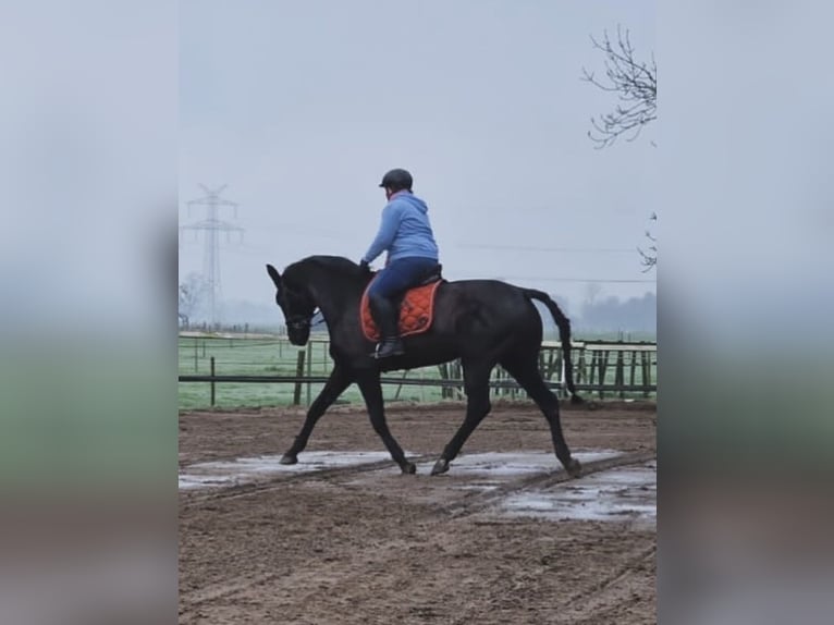 Hannoveraan Merrie 12 Jaar 175 cm Zwart in Ovelgönne