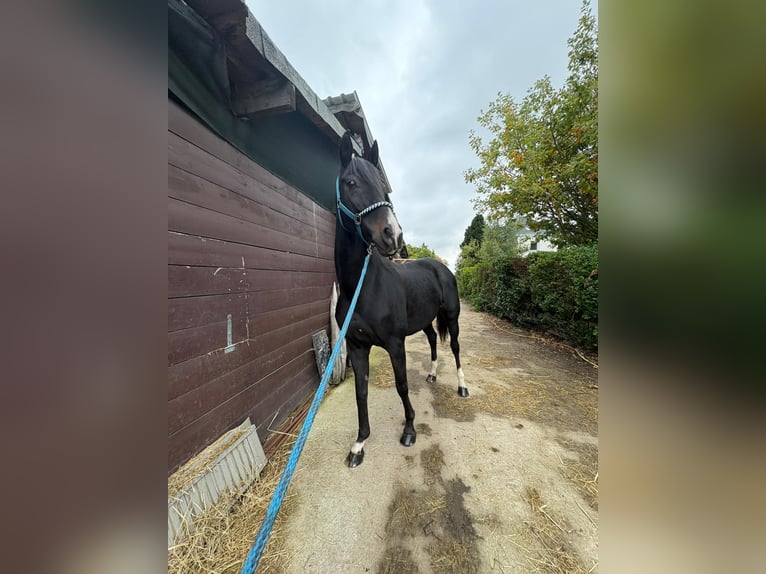 Hannoveraan Merrie 12 Jaar 178 cm Zwart in Herzogenrath