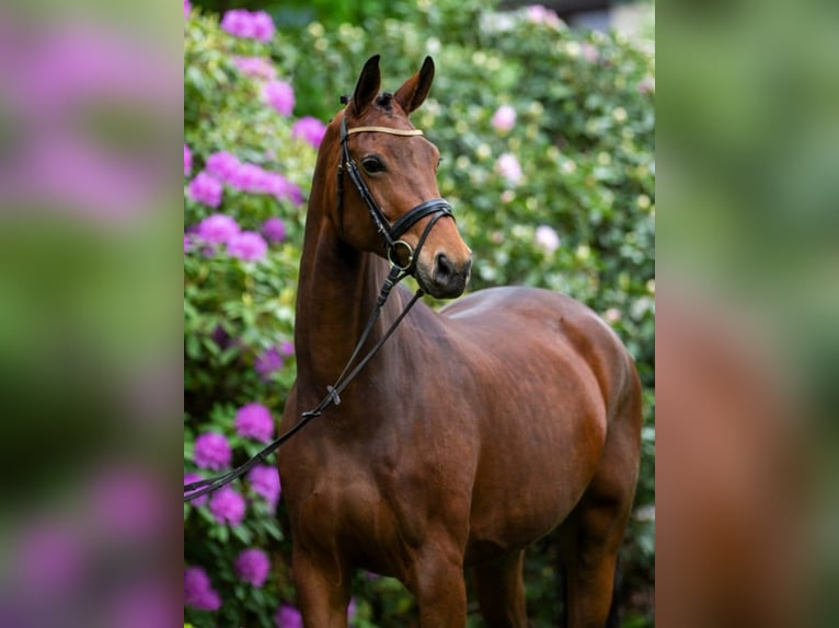 Hannoveraan Merrie 12 Jaar Bruin in Nennhausen