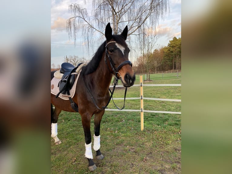 Hannoveraan Merrie 13 Jaar 153 cm Donkerbruin in Petershagen