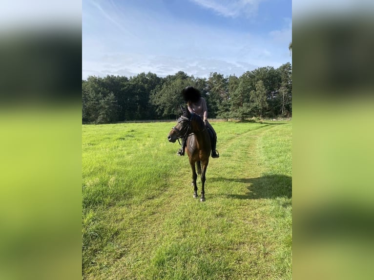 Hannoveraan Merrie 13 Jaar 153 cm Donkerbruin in Petershagen