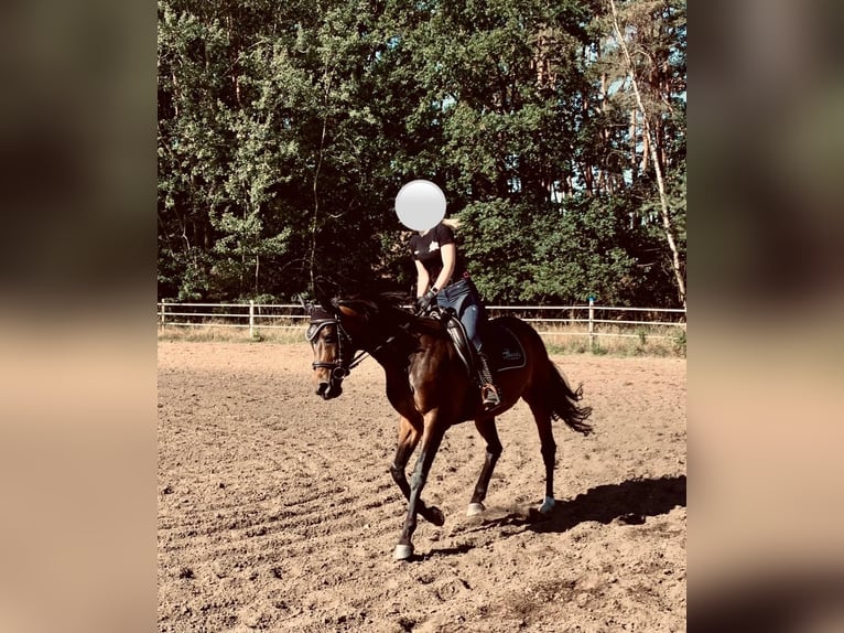 Hannoveraan Merrie 13 Jaar 153 cm Donkerbruin in Petershagen