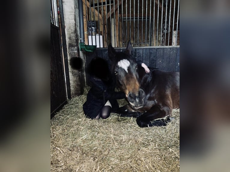 Hannoveraan Merrie 13 Jaar 153 cm Donkerbruin in Petershagen