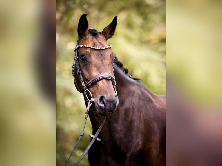 Hannoveraan Merrie 13 Jaar 160 cm Bruin in Schwanewede