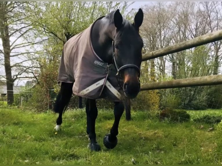 Hannoveraan Merrie 13 Jaar 160 cm Donkerbruin in Stuhr