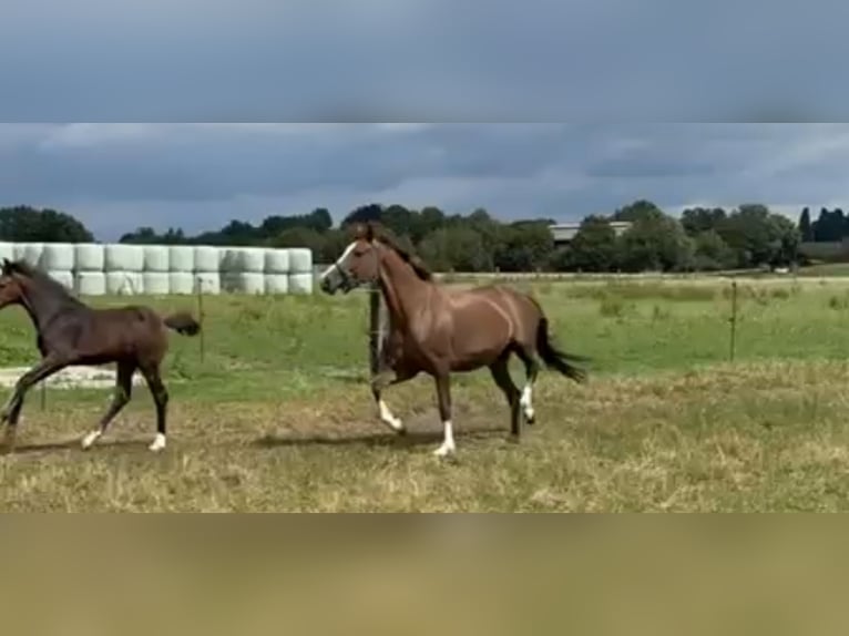 Hannoveraan Merrie 13 Jaar 160 cm Donkere-vos in Bielefeld Hannoveraan Merrie 13 Jaar 160 cm Donkere-vos in Bielefeld