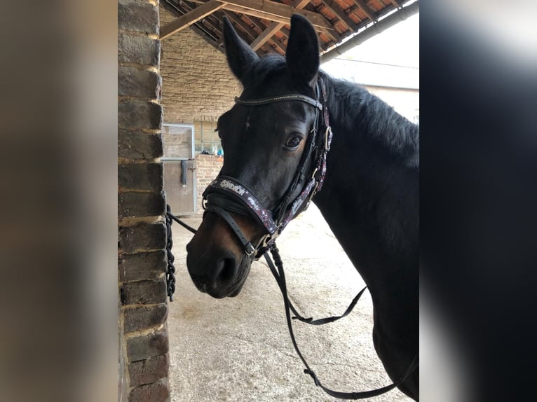 Hannoveraan Merrie 13 Jaar 162 cm Donkerbruin in Aachen