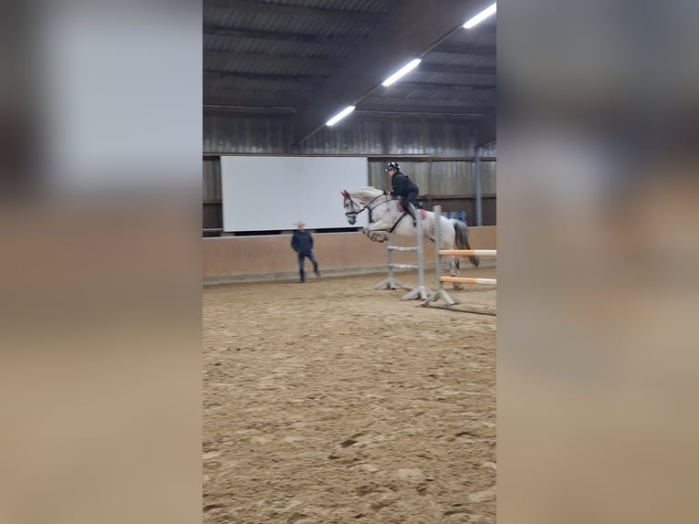 Hannoveraan Merrie 13 Jaar 163 cm Schimmel in Grimma