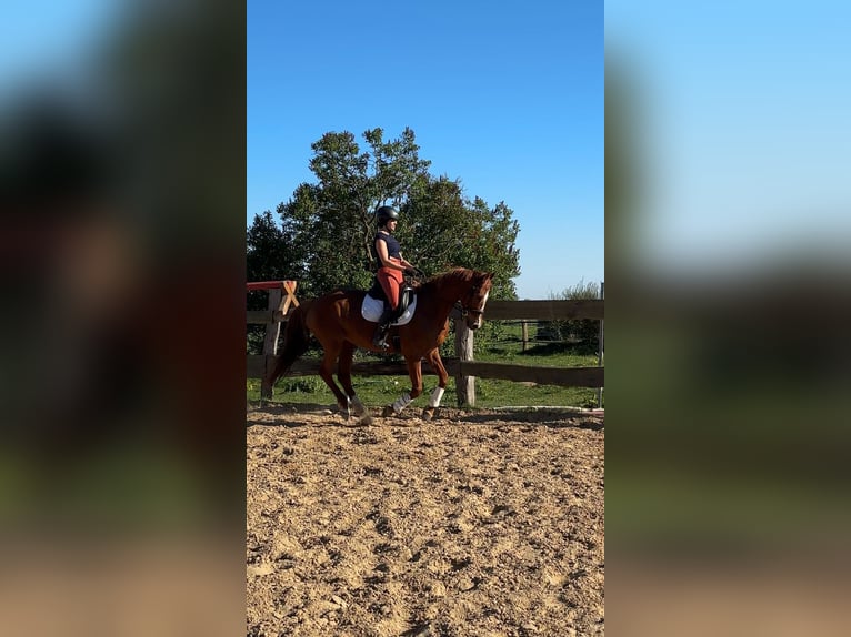 Hannoveraan Merrie 13 Jaar 163 cm Vos in Banzkow