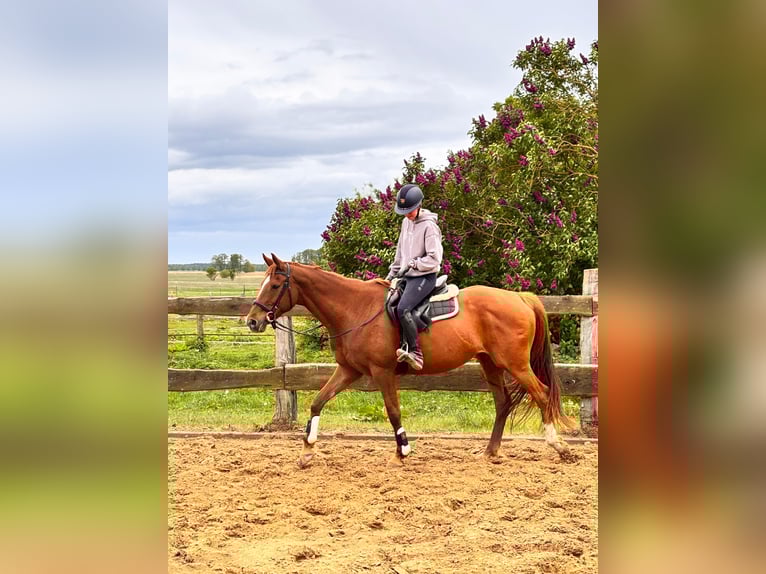 Hannoveraan Merrie 13 Jaar 163 cm Vos in Banzkow