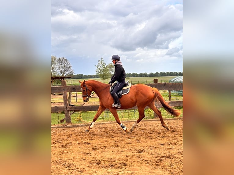 Hannoveraan Merrie 13 Jaar 163 cm Vos in Banzkow