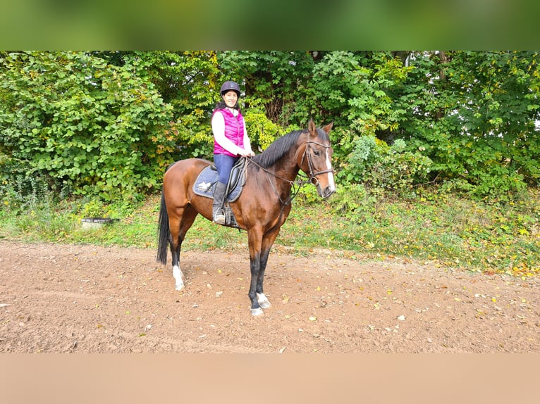 Hannoveraan Merrie 13 Jaar 164 cm Bruin in Neuburg an der Donau