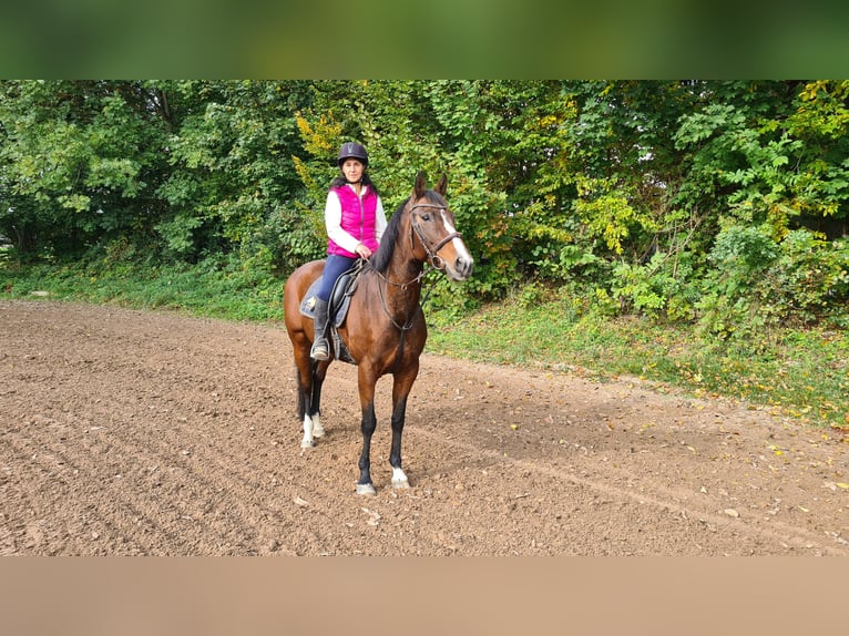 Hannoveraan Merrie 13 Jaar 164 cm Bruin in Neuburg an der Donau