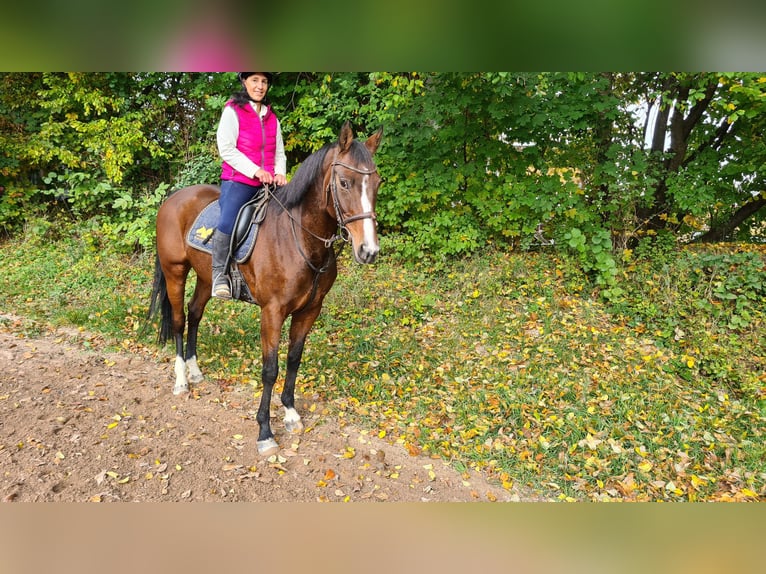 Hannoveraan Merrie 13 Jaar 164 cm Bruin in Neuburg an der Donau