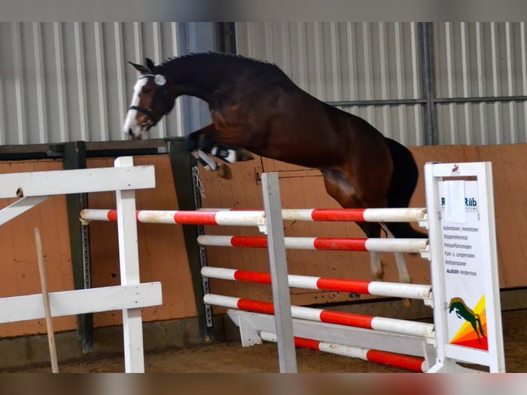 Hannoveraan Merrie 13 Jaar 164 cm Bruin in Bad Abbach