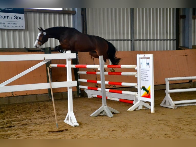 Hannoveraan Merrie 13 Jaar 164 cm Bruin in Bad Abbach