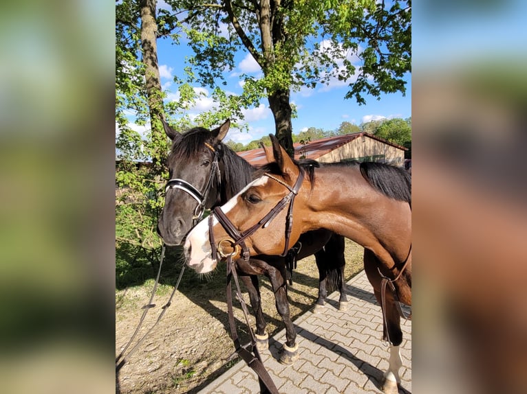 Hannoveraan Merrie 13 Jaar 164 cm Bruin in Bad Abbach