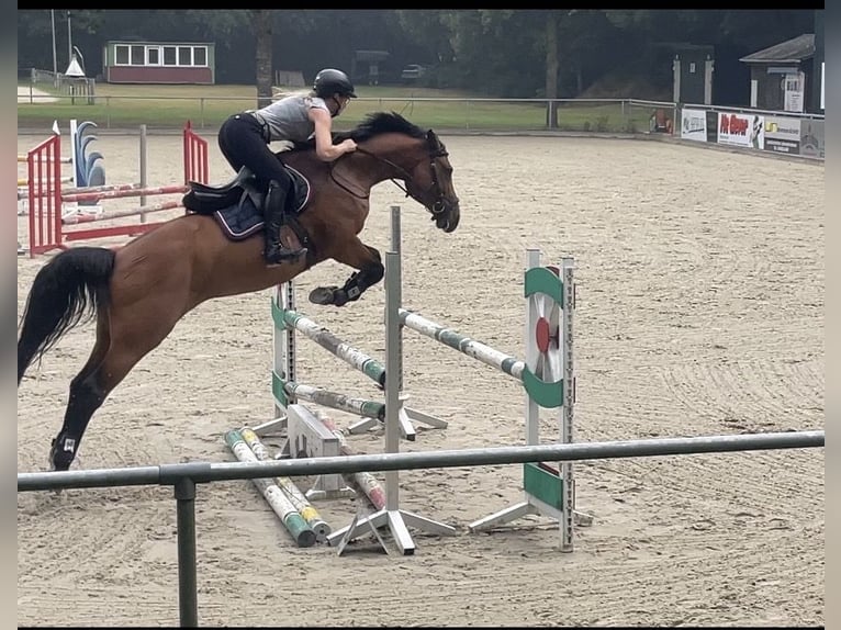 Hannoveraan Merrie 13 Jaar 164 cm Bruin in Kluse