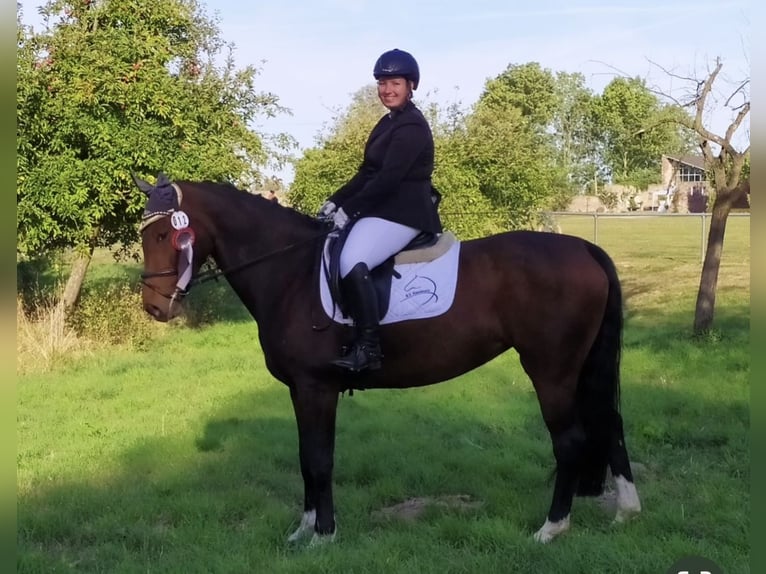 Hannoveraan Merrie 13 Jaar 164 cm Donkerbruin in Waldfeucht