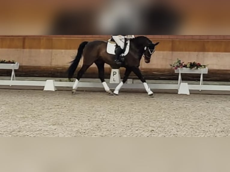 Hannoveraan Merrie 13 Jaar 164 cm Donkerbruin in Waldfeucht