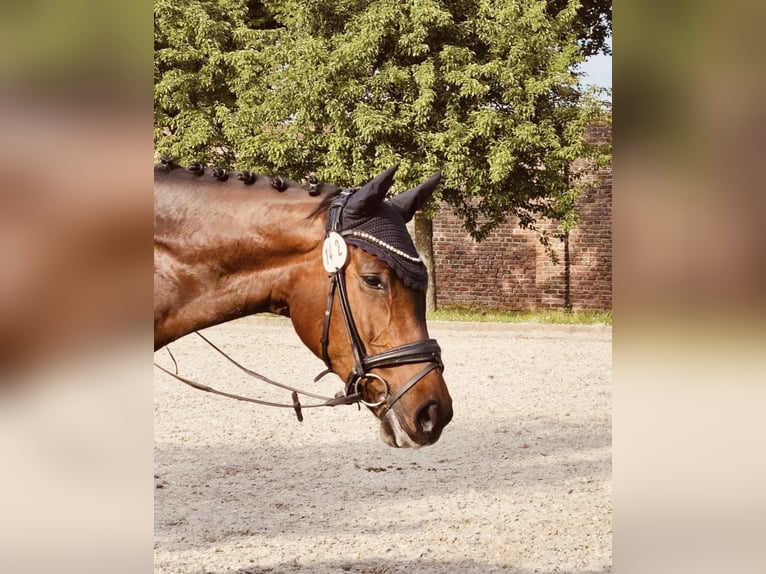 Hannoveraan Merrie 13 Jaar 164 cm Donkerbruin in Waldfeucht