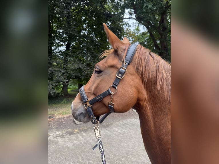 Hannoveraan Merrie 13 Jaar 164 cm Vos in Bramstedt